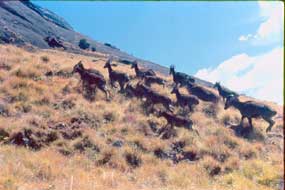 Nilgiri tahr